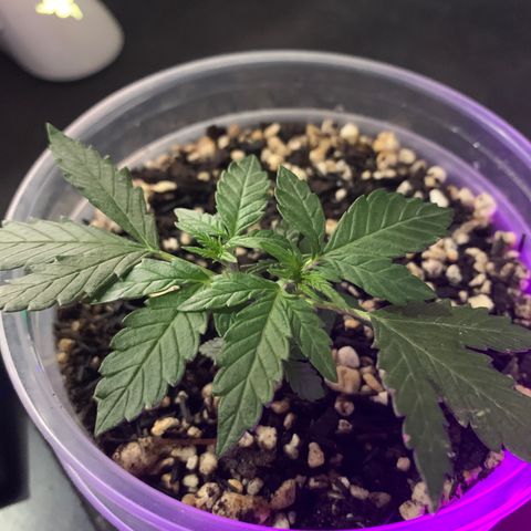 Tiffany #2 growlog timeline photo