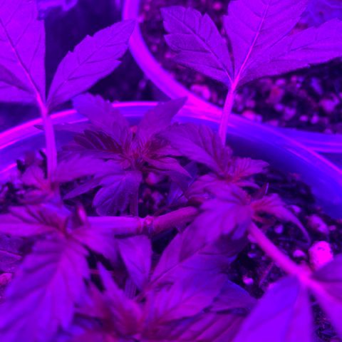 Tiffany #2 growlog photo: Como ainda não foi pra flora foi feita segunda poda top com a retirada de dois clones 