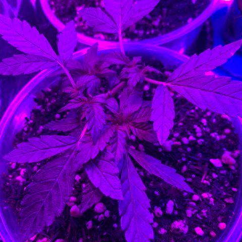Tiffany #2 growlog photo: Como ainda não foi pra flora foi feita segunda poda top com a retirada de dois clones 