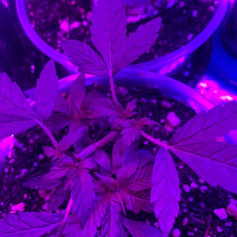 Tiffany #2 growlog timeline photo