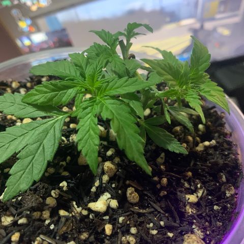 Tiffany #2 growlog photo: Foto após defoliacao feita 