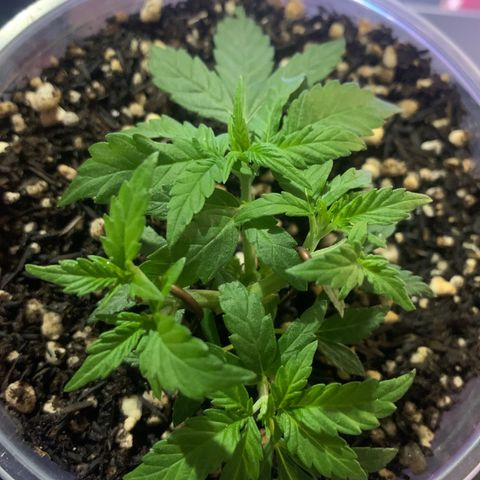 Tiffany #2 growlog timeline photo