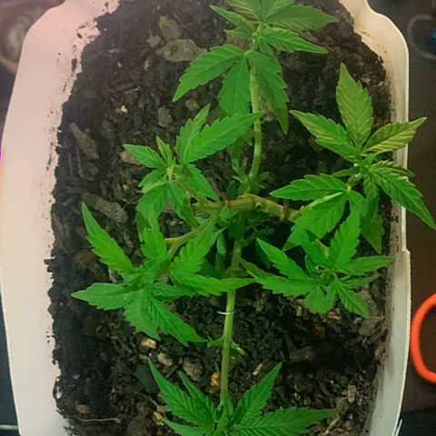 Tiffany #2 growlog timeline photo