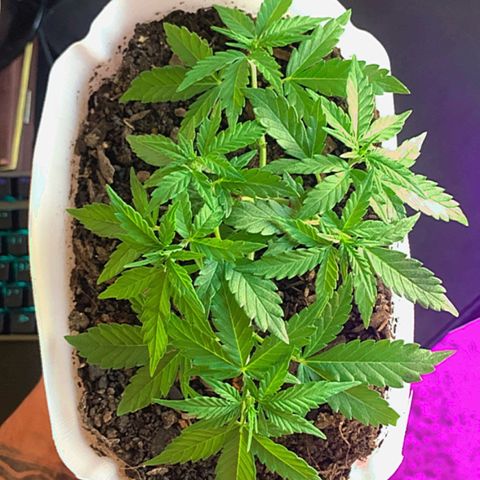 Tiffany #2 growlog timeline photo