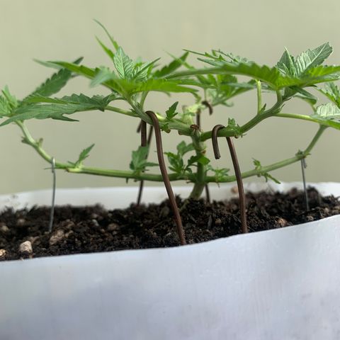Tiffany #2 growlog timeline photo