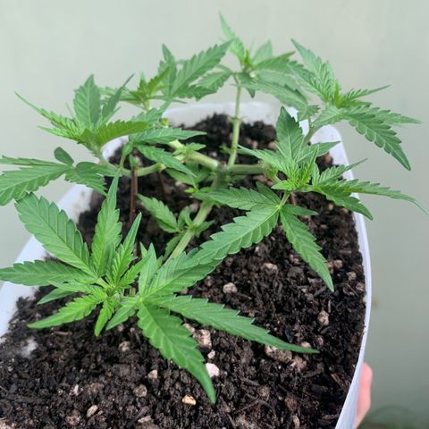 Tiffany #2 growlog timeline photo