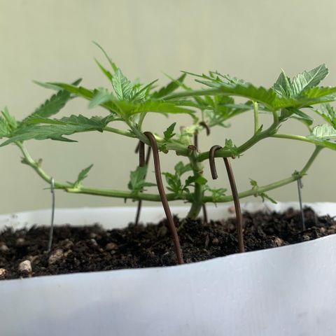 Tiffany #2 growlog timeline photo