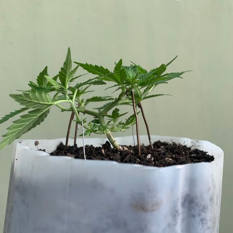 Tiffany #2 growlog timeline photo