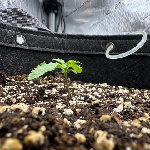 Triple G growlog timeline photo