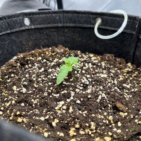 Triple G growlog timeline photo