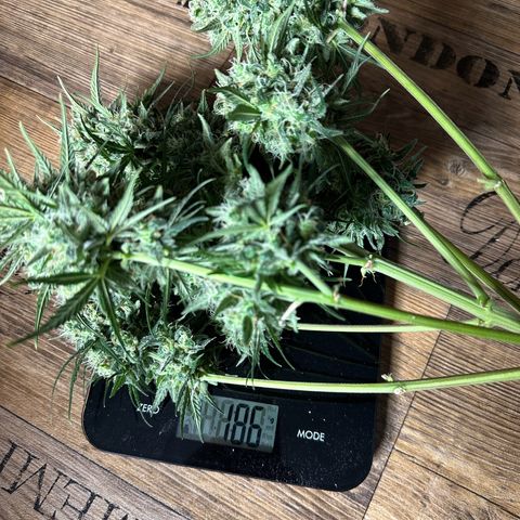Do-Si-Dos growlog timeline photo