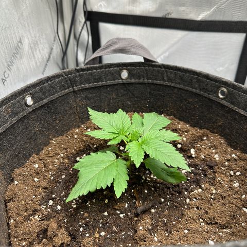Special Queen #1 growlog timeline photo
