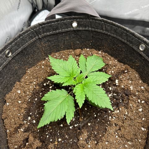 Special Queen #1 growlog timeline photo