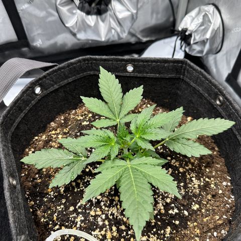 Triple G growlog timeline photo