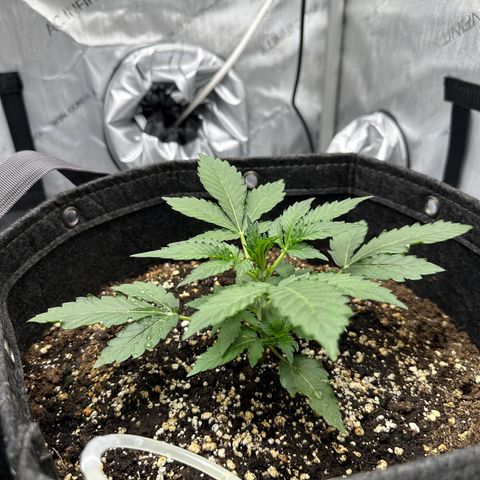 Triple G growlog timeline photo
