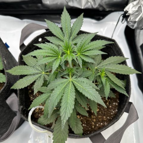 Triple G growlog timeline photo