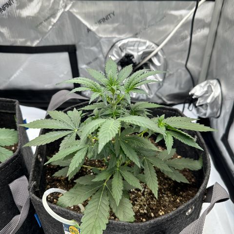 Triple G growlog timeline photo