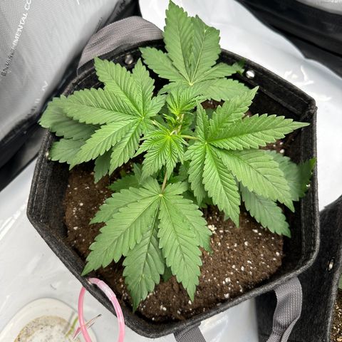 Special Queen #1 growlog timeline photo