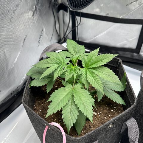 Special Queen #1 growlog timeline photo