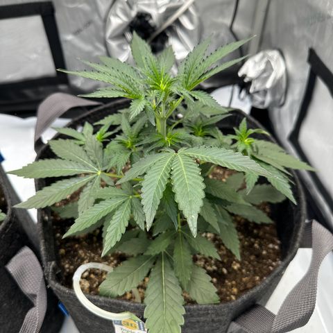 Triple G growlog timeline photo
