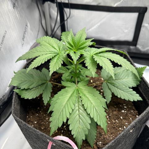 Special Queen #1 growlog timeline photo