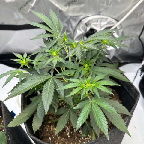 Triple G growlog timeline photo