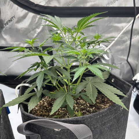 Triple G growlog timeline photo