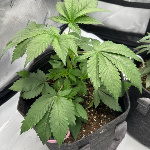 Special Queen #1 growlog timeline photo