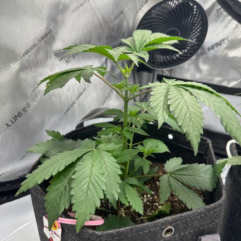 Special Queen #1 growlog timeline photo