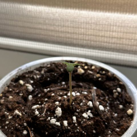 Do-Si-Dos growlog timeline photo