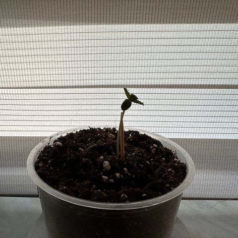 Do-Si-Dos growlog timeline photo
