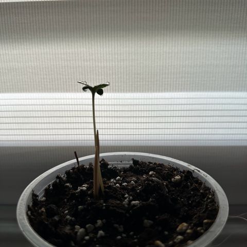 Do-Si-Dos growlog timeline photo