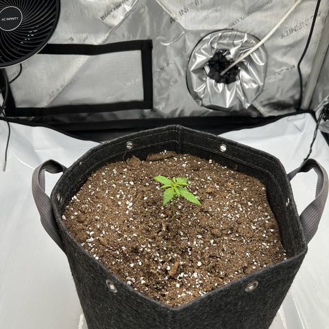 Do-Si-Dos growlog timeline photo