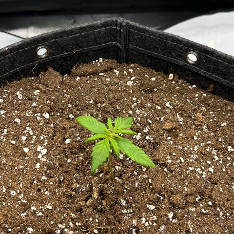 Do-Si-Dos growlog timeline photo