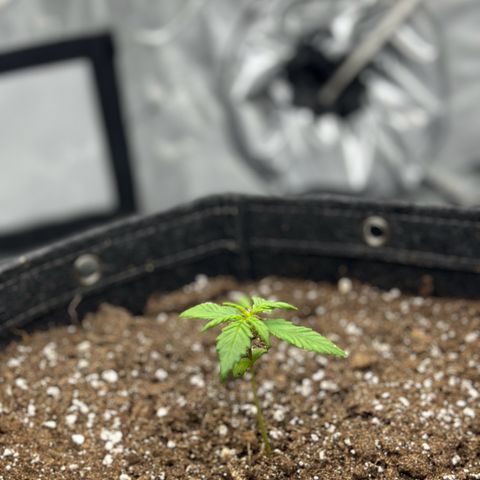Do-Si-Dos growlog timeline photo