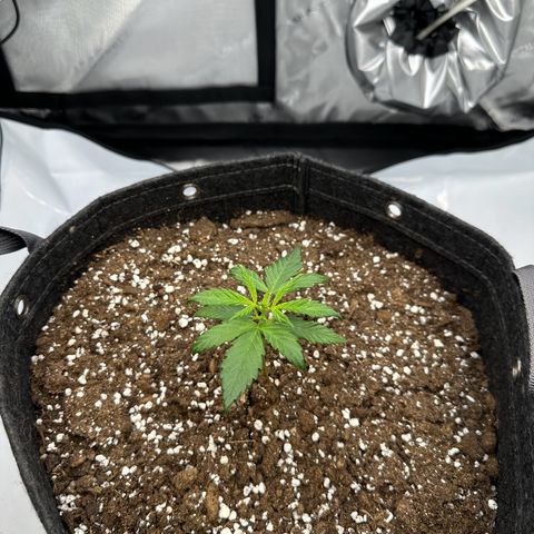 Do-Si-Dos growlog timeline photo