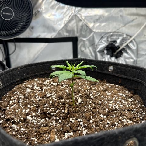 Do-Si-Dos growlog timeline photo