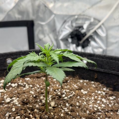 Do-Si-Dos growlog timeline photo
