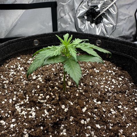 Do-Si-Dos growlog timeline photo