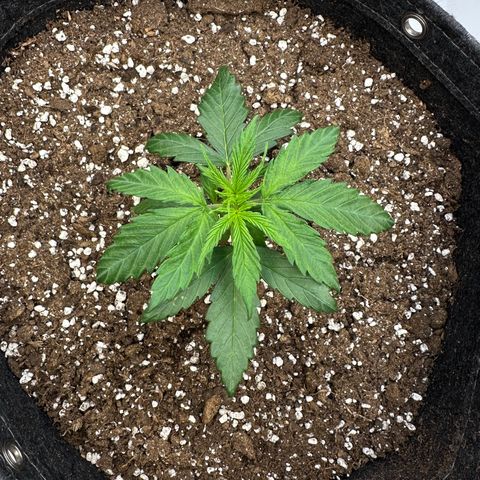 Do-Si-Dos growlog timeline photo