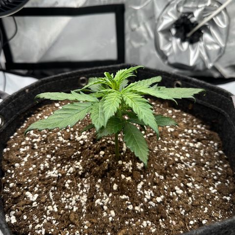 Do-Si-Dos growlog timeline photo
