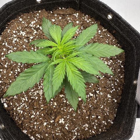Do-Si-Dos growlog timeline photo
