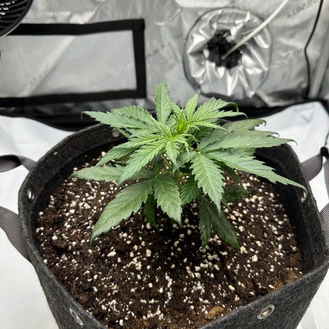 Do-Si-Dos growlog timeline photo