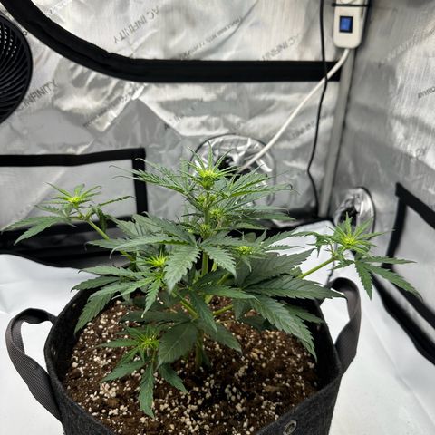 Do-Si-Dos growlog timeline photo