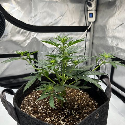 Do-Si-Dos growlog timeline photo