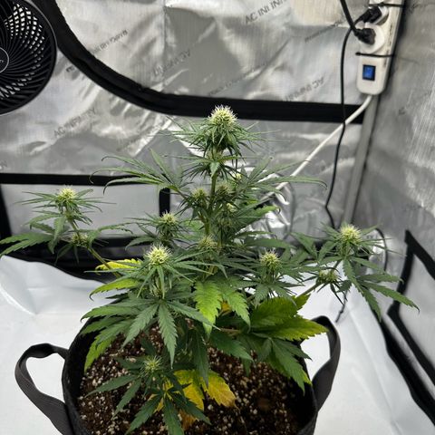 Do-Si-Dos growlog timeline photo