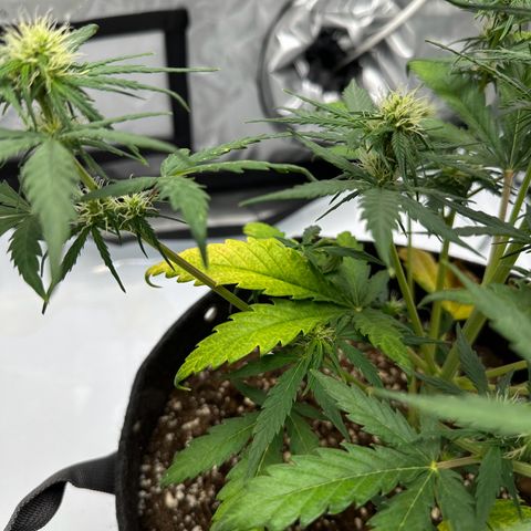 Do-Si-Dos growlog timeline photo