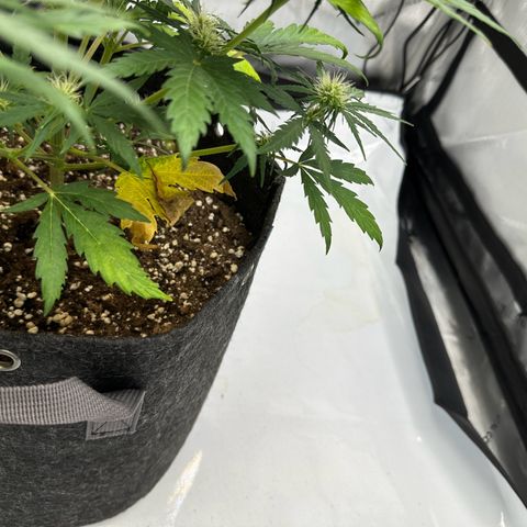 Do-Si-Dos growlog timeline photo
