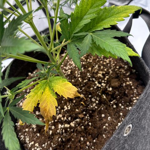 Do-Si-Dos growlog timeline photo