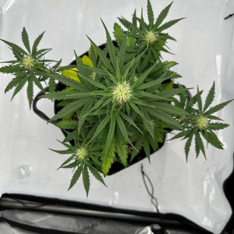 Do-Si-Dos growlog timeline photo